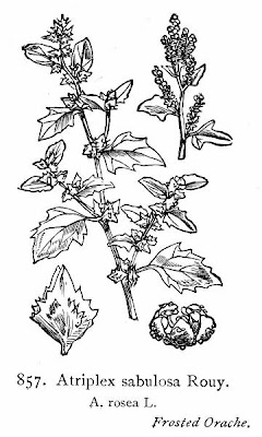 Atriplex rosea L.