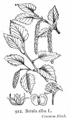 Downy birch Downy birch