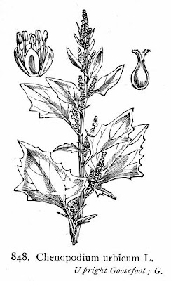 Chenopodium urbicum L.