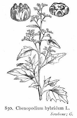 Chenopodium hybridum L.