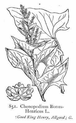 Farinello buon-enrico