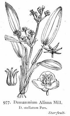 Damasonium alisma,
Mestolaccia siciliana,
Mestolaccia stellata,
starfruit