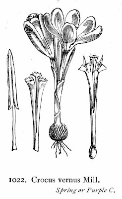 Crocus vernus,
,
dutch crocus,
Spring Crocus,
Zafferano alpino,
Zafferano maggiore