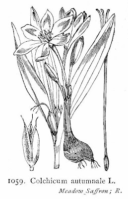 Autumn-crocus Autumn-crocus
