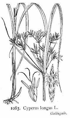 Galingale