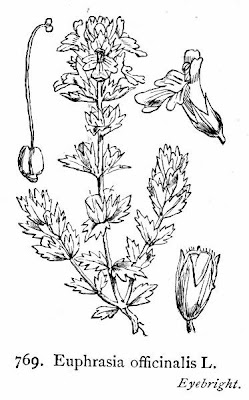 Eyebright Eyebright