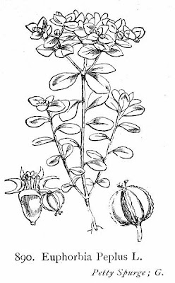 Alfavaca-venenosa Alfavaca-venenosa