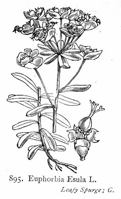 Leafy spurge Leafy spurge