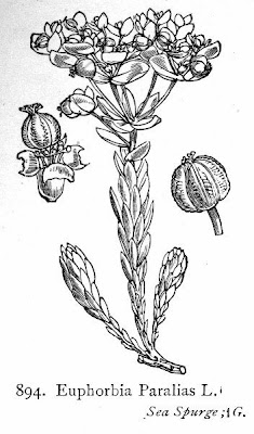 Euphorbia paralias L.