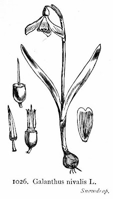Galanthus nivalis L.