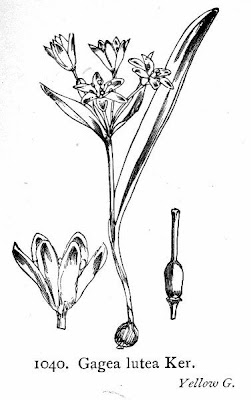 Gagea lutea,
Cipollaccio stellato