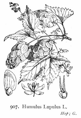L�pulo