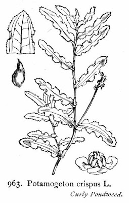 Brasca increspata Brasca increspata