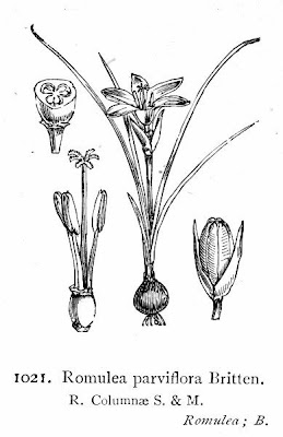 Romulea columnae Seb. et Mauri