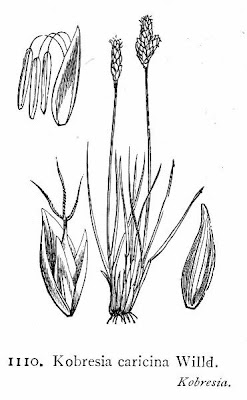 Kobresia caricina