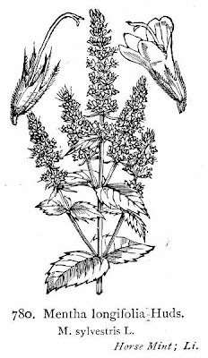 Mentha longifolia (L.) Hudson