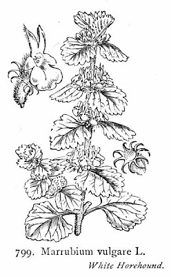 Marrubium vulgare L.