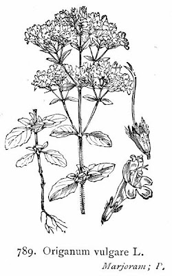 Origanum vulgare L.