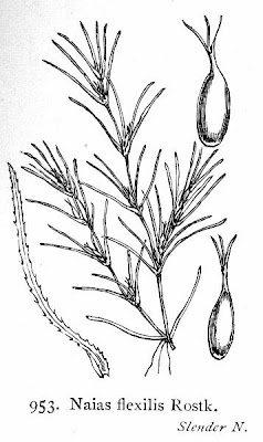 Naias flexilis