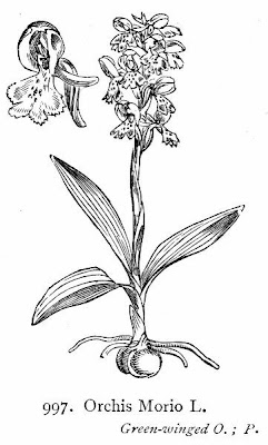 Green-winged orchid Green-winged orchid