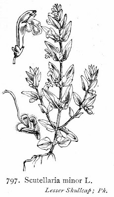 Scutellaria minor Hudson