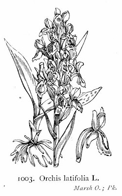 Broadleaf Orchis Broadleaf Orchis