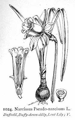 Narcissus pseudo-narcissus