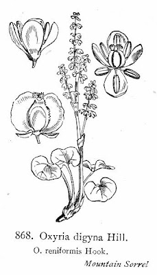 Alpine mountainsorrel Alpine mountainsorrel