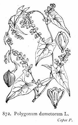 Corpse-bindweed Corpse-bindweed