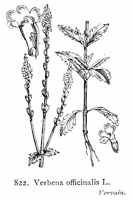 Common verbena Common verbena