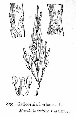 Common glasswort Common glasswort