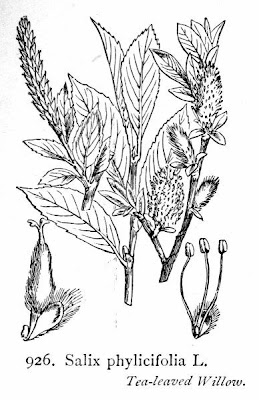 Tea-leaf willow Tea-leaf willow