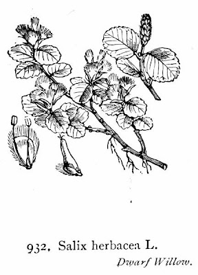 Dwarf willow