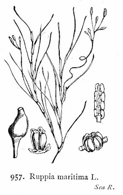 Sea-grass Sea-grass