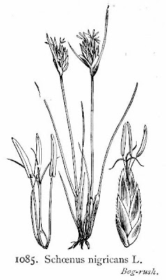 Black bog-rush Black bog-rush