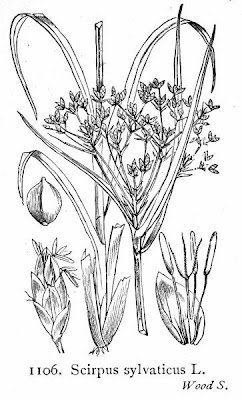 Scirpus sylvaticus L.