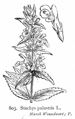 Espiga palustre