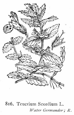 Teucrium scordium L.