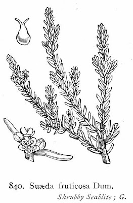 Suaeda fruticosa (L.) Forsskal