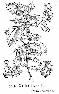 Burning nettle