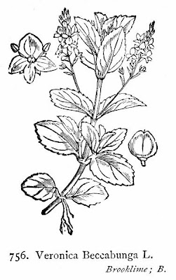 Brooklime Brooklime