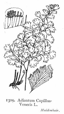 Adiantum capillus-veneris L.