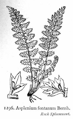 Asplenium fontanum (L.) Bernh.
