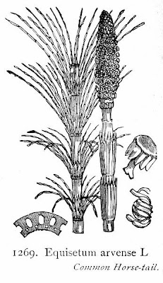 Field horsetail