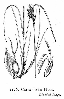 Carex divisa Hudson