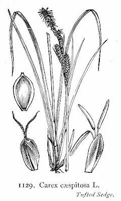 Carice cespugliosa Carice cespugliosa