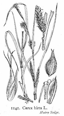 Carex hirta L.