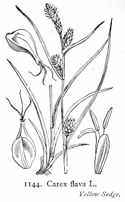 Carex flava L.