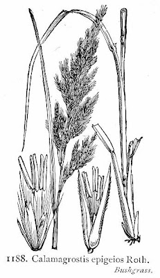 Calamagrostis epigeios,
Chee reed grass,
chee reedgrass