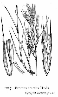 Forasacco delle capre